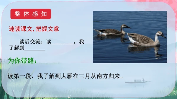 19《大雁归来》课件