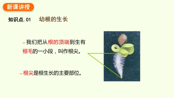3.1.2植株的生长-七年级生物下学期同步精品课件（2024人教版）(共26张PPT)