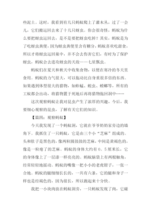 三年级作文观察蚂蚁.docx