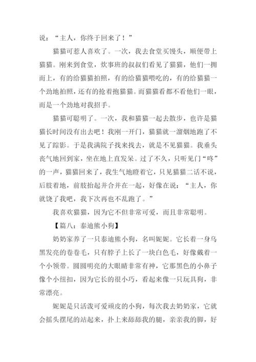 小动物泰迪作文.docx