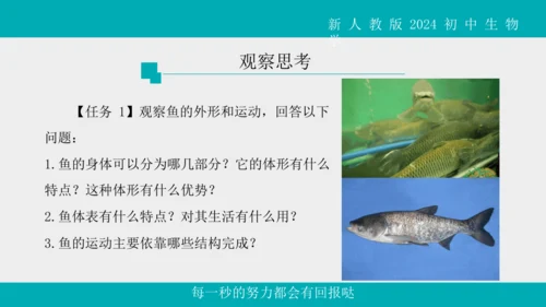 人教版生物七年级上册2.2.2《脊椎动物》（第1课时）课件(共42张PPT)+视频素材