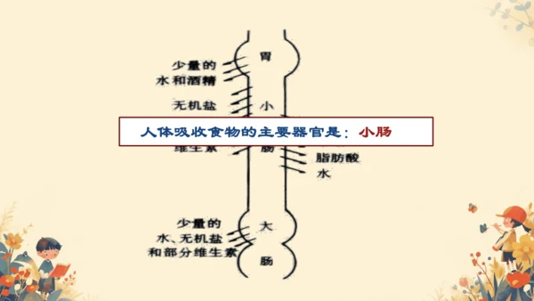 人教版（新课程标准）七年级下册4.2.2 消化和吸收课件(共22张PPT)