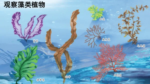 3.1.1 藻类、苔藓和蕨类植物 课件 人教版生物七年级上册(共27张PPT)