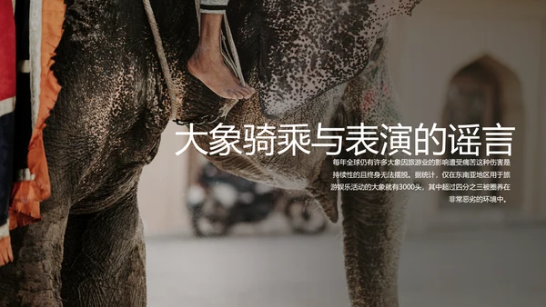 保护野生动物大象PPT模板