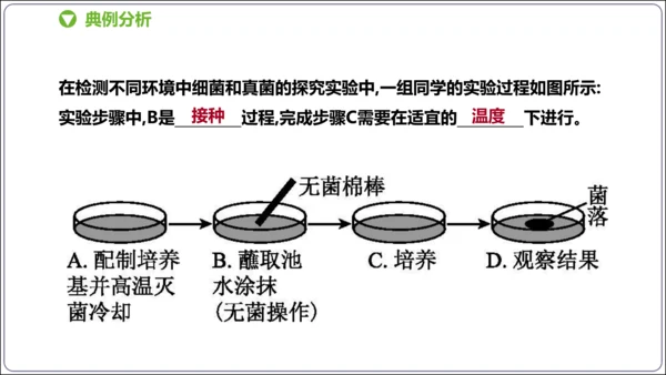 【人教八上生物期中复习考点梳理+临考押题】第四、五章 细菌、真菌和病毒（串讲课件）(共30张PPT)