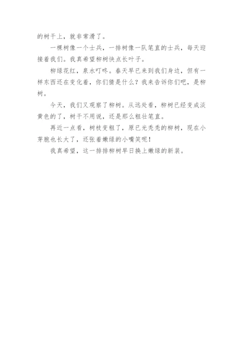 观察柳树的日记.docx