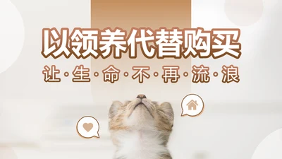 宠物领养猫咪通用PPT模板