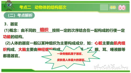 第三章从细胞到生物体（串讲课件）-七年级生物上学期期中考点大串讲（人教版2024）(共40张PPT)