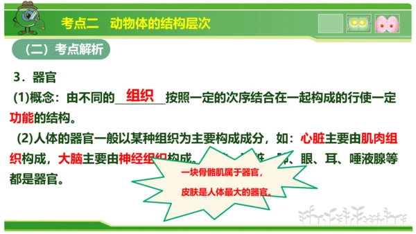 第三章从细胞到生物体（串讲课件）-七年级生物上学期期中考点大串讲（人教版2024）(共40张PPT)