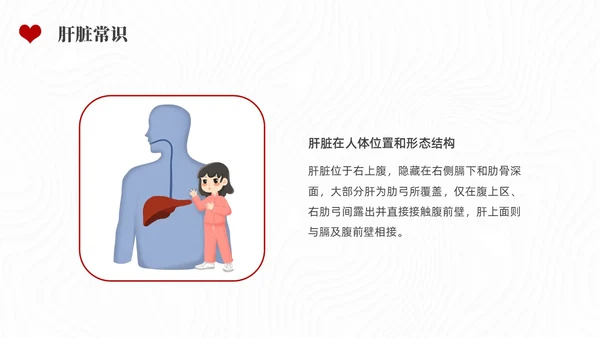 红色水彩简约插画全国爱肝日企业培训PPT课件
