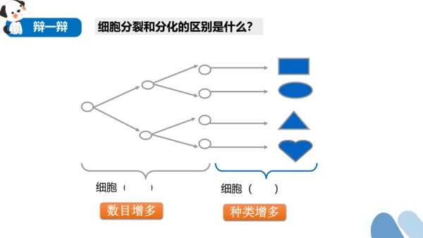 2.2.2 动物体的结构层次-2023-2024学年七年级生物上学期备课课件（人教版）(共26张PP
