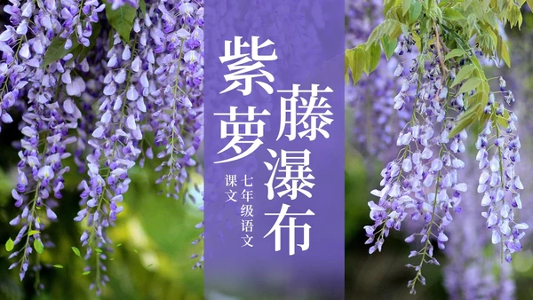 实拍风紫藤萝瀑布七年级语文课件PPT模板