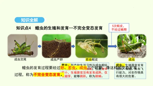 7.1.2昆虫的生殖和发育课件-人教版生物八年级下册(共26张PPT)