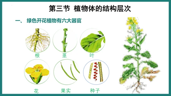 第一单元第三章从细胞到生物体（复习课件）-七年级生物上册同步教学精制课件（人教版2024）(共44张