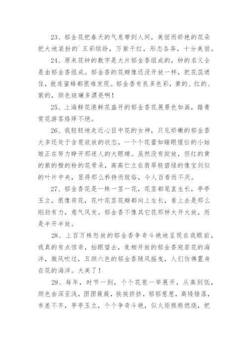 描写郁金香的优美句子.docx