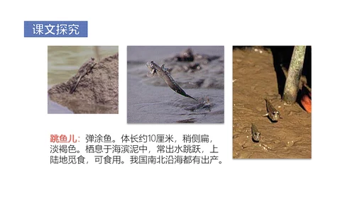 少年闰土语文教学课件PPT模板