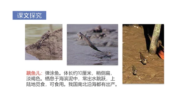 少年闰土语文教学课件PPT模板