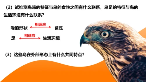 人教版生物八年级上册5.1.6《鸟》课件(共27张PPT)
