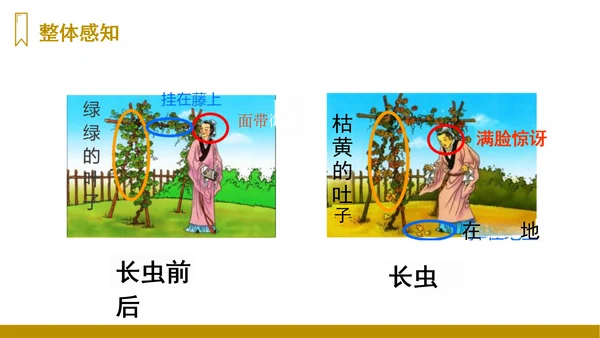 第14课《我要的是葫芦》（课件）