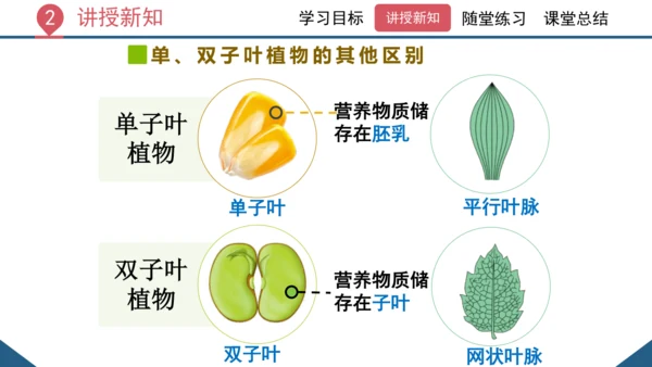 3.1.2  种子植物（课时1 种子的结构）课件-2023-2024学年人教版生物七年级上册(共24