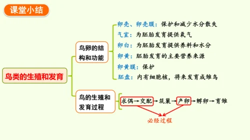 7.1.4鸟的生殖和发育-八年级生物人教版下学期同步精品课件(共24张PPT)