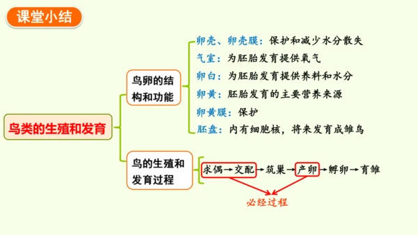 7.1.4鸟的生殖和发育-八年级生物人教版下学期同步精品课件(共24张PPT)