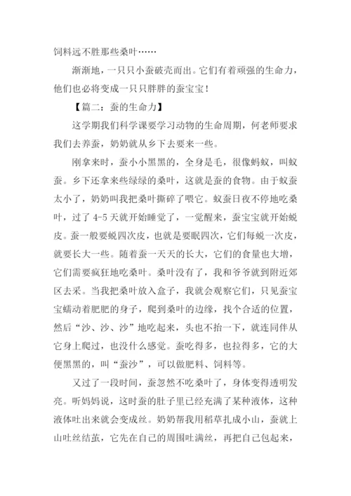 蚕的生命力作文.docx