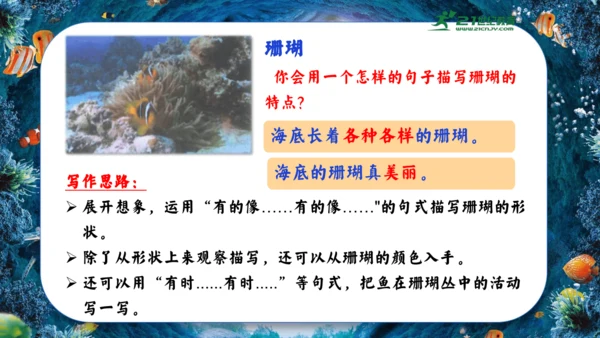 18.富饶的西沙群岛  课件