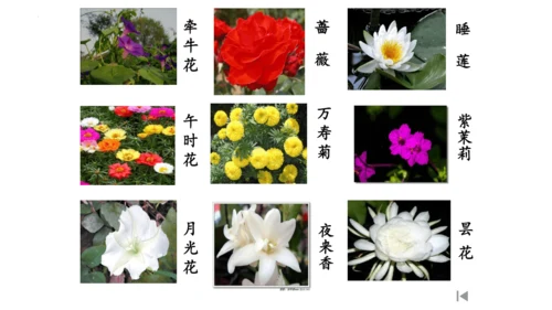 13《花钟》（课件）
