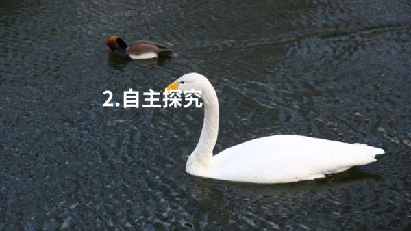 《天鹅》布丰天鹅湖通用PPT课件