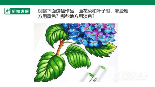 第十七课《娇艳的花》课件（19页PPT）