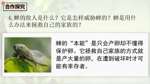 21《蝉》课件