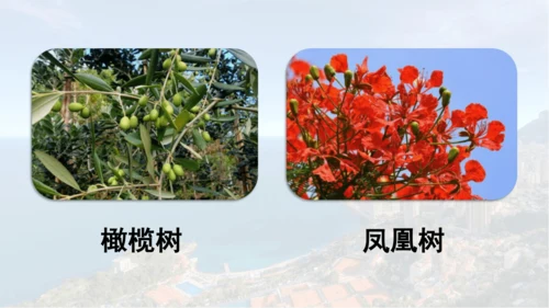 第19课 《海滨小城》  课件