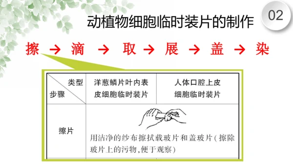 第一章 细胞是生命活动的基本单位（复习课件）-2023-2024学年七年级生物上学期期末复习知识梳理