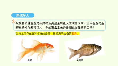 7.2.5生物的变异课件-人教版生物八年级下册(共28张PPT)