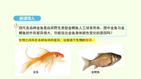 7.2.5生物的变异课件-人教版生物八年级下册(共28张PPT)