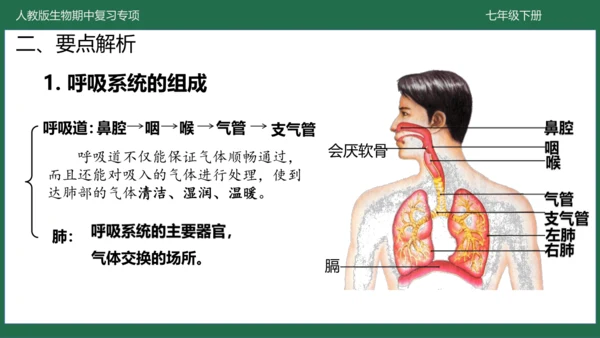 第三章 人体的呼吸（-七年级生物下学期期中考点大串讲（人教版）(共25张PPT)