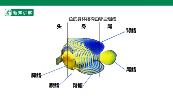 第九课《用彩墨画鱼》课件