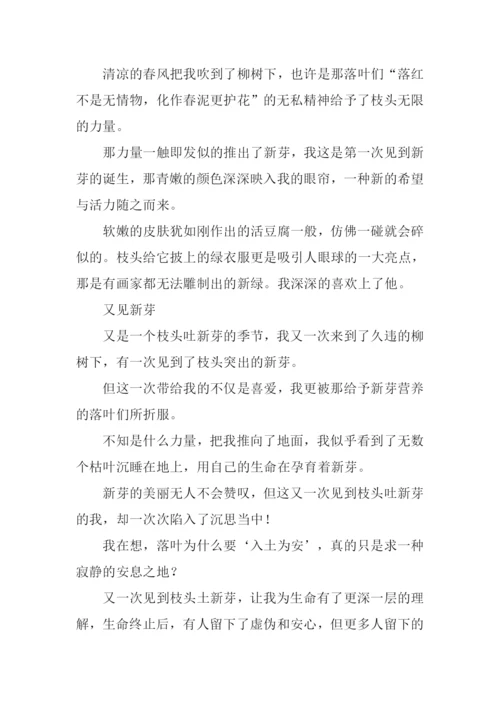又见枝头吐新芽作文800字.docx