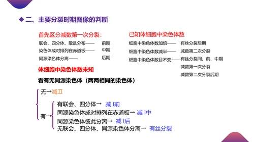 初高中生物课减数分裂作用PPT教学课件