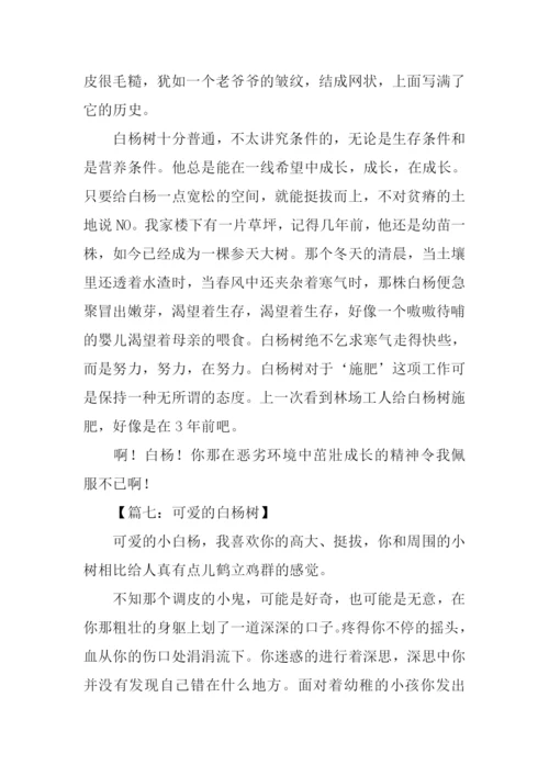 白杨树的作文600字.docx