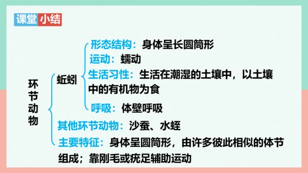 5.1.2线形动物和环节动物课件-人教版生物八年级上册(共47张PPT)