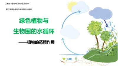 3.3 绿色植物与生物圈的水循环（课件）七年级生物上学期（人教版）(共25张PPT)