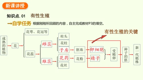 7.1.1植物的生殖-八年级生物人教版下学期同步精品课件(共33张PPT)