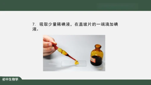 2.1.3 动物细胞 课件（共32张PPT）