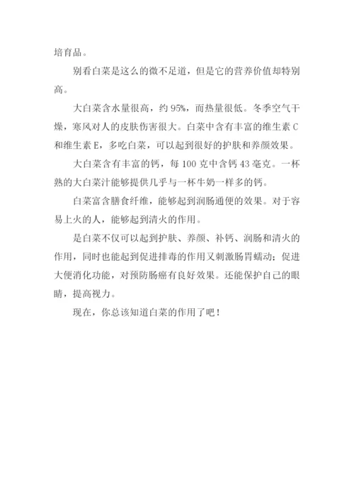 白菜的作文300字.docx