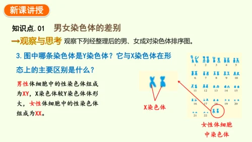7.2.4人的性别遗传-八年级生物人教版下学期同步精品课件(共28张PPT)