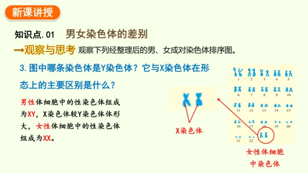 7.2.4人的性别遗传-八年级生物人教版下学期同步精品课件(共28张PPT)
