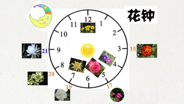 13《花钟》（课件）