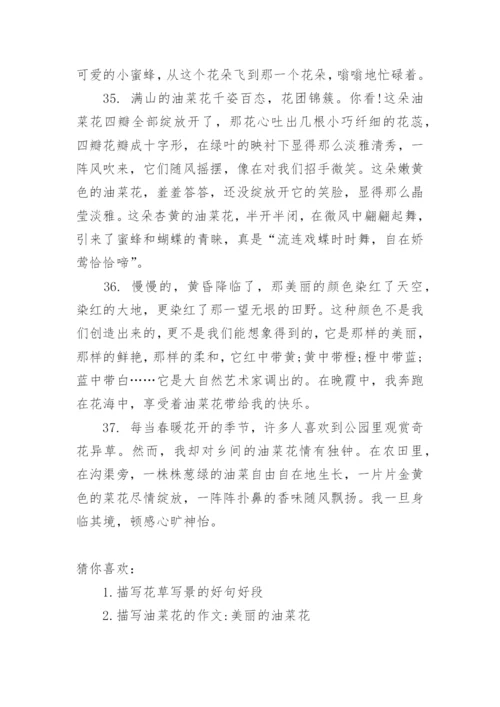 描写油菜花的好句好段大全.docx